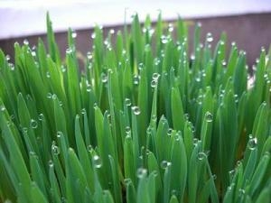 ネコ草入荷しましたヨ！！｜「フロリストシャイン」　（大阪府大阪市淀川区の花キューピット加盟店 花屋）のブログ