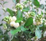 シンフォリカリポス～｜「花かざり」　（大阪府大阪市城東区の花キューピット加盟店 花屋）のブログ