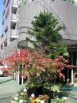 シンボルツリー　ニシキギ君　秋の気配で～す。｜「花かざり」　（大阪府大阪市城東区の花キューピット加盟店 花屋）のブログ