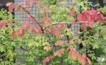 秋～～｜「花かざり」　（大阪府大阪市城東区の花キューピット加盟店 花屋）のブログ
