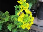 みつばち｜「花かざり」　（大阪府大阪市城東区の花キューピット加盟店 花屋）のブログ