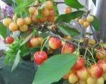 cherry｜「花かざり」　（大阪府大阪市城東区の花キューピット加盟店 花屋）のブログ