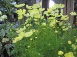 秋桜｜「花かざり」　（大阪府大阪市城東区の花キューピット加盟店 花屋）のブログ