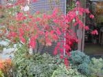 紅葉｜「花かざり」　（大阪府大阪市城東区の花キューピット加盟店 花屋）のブログ