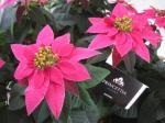 プリンセチア｜「花かざり」　（大阪府大阪市城東区の花キューピット加盟店 花屋）のブログ