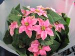ポインセチア｜「花かざり」　（大阪府大阪市城東区の花キューピット加盟店 花屋）のブログ