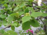 ニシキギ　あ～　あぁ～　あっと｜「花かざり」　（大阪府大阪市城東区の花キューピット加盟店 花屋）のブログ