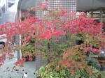 錦木｜「花かざり」　（大阪府大阪市城東区の花キューピット加盟店 花屋）のブログ