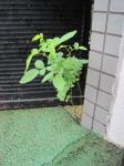 バラ！？｜「花かざり」　（大阪府大阪市城東区の花キューピット加盟店 花屋）のブログ