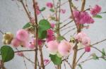 シンフォリ・ピンク｜「花かざり」　（大阪府大阪市城東区の花キューピット加盟店 花屋）のブログ