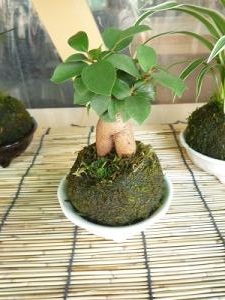 オシャレな観葉植物！！｜「フロリストシャイン」　（大阪府大阪市淀川区の花キューピット加盟店 花屋）のブログ