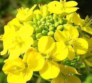 春を先取り！！｜「フロリストシャイン」　（大阪府大阪市淀川区の花キューピット加盟店 花屋）のブログ