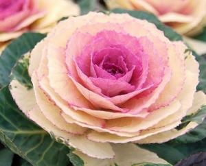 お正月の縁起物！！｜「フロリストシャイン」　（大阪府大阪市淀川区の花キューピット加盟店 花屋）のブログ