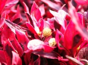 シックな感じの商品です！！｜「フロリストシャイン」　（大阪府大阪市淀川区の花キューピット加盟店 花屋）のブログ