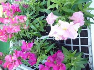 育てやすいお花です！！｜「フロリストシャイン」　（大阪府大阪市淀川区の花キューピット加盟店 花屋）のブログ