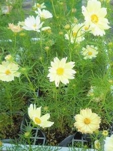 秋を感じる商品！！｜「フロリストシャイン」　（大阪府大阪市淀川区の花キューピット加盟店 花屋）のブログ
