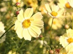 華やか”黄コスモス”｜「フロリストシャイン」　（大阪府大阪市淀川区の花キューピット加盟店 花屋）のブログ