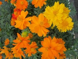 綺麗なお花が楽しめます！！｜「フロリストシャイン」　（大阪府大阪市淀川区の花キューピット加盟店 花屋）のブログ