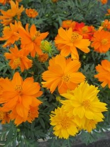 秋を先取り！！｜「フロリストシャイン」　（大阪府大阪市淀川区の花キューピット加盟店 花屋）のブログ