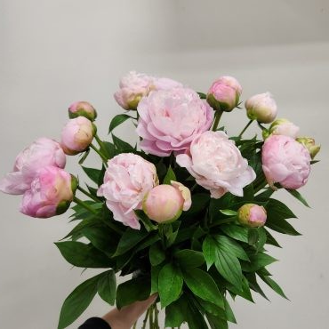 芍薬入荷しました！｜「フローラント」　（静岡県三島市の花キューピット加盟店 花屋）のブログ