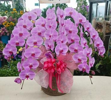 美容室　周年御祝♪　ピンク胡蝶蘭5本立ち｜「愛花」　（愛媛県松山市の花キューピット加盟店 花屋）のブログ