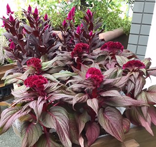 秋の花苗(^-^)｜「花かざり」　（大阪府大阪市城東区の花キューピット加盟店 花屋）のブログ