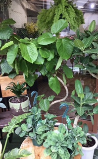観葉植物　入荷しました(*^-^*)｜「花かざり」　（大阪府大阪市城東区の花キューピット加盟店 花屋）のブログ