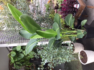 観葉植物入荷しました(*^-^*)｜「花かざり」　（大阪府大阪市城東区の花キューピット加盟店 花屋）のブログ