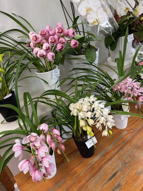 春の花いろいろ｜「フラワーショップはなまつ」　（京都府宇治市の花キューピット加盟店 花屋）のブログ