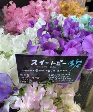 船穂のスイトピー入荷しました｜「難波ナーセリー」　（岡山県倉敷市の花キューピット加盟店 花屋）のブログ