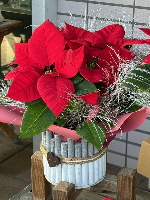 秋・・・どこいった？｜「フラワーショップはなまつ」　（京都府宇治市の花キューピット加盟店 花屋）のブログ