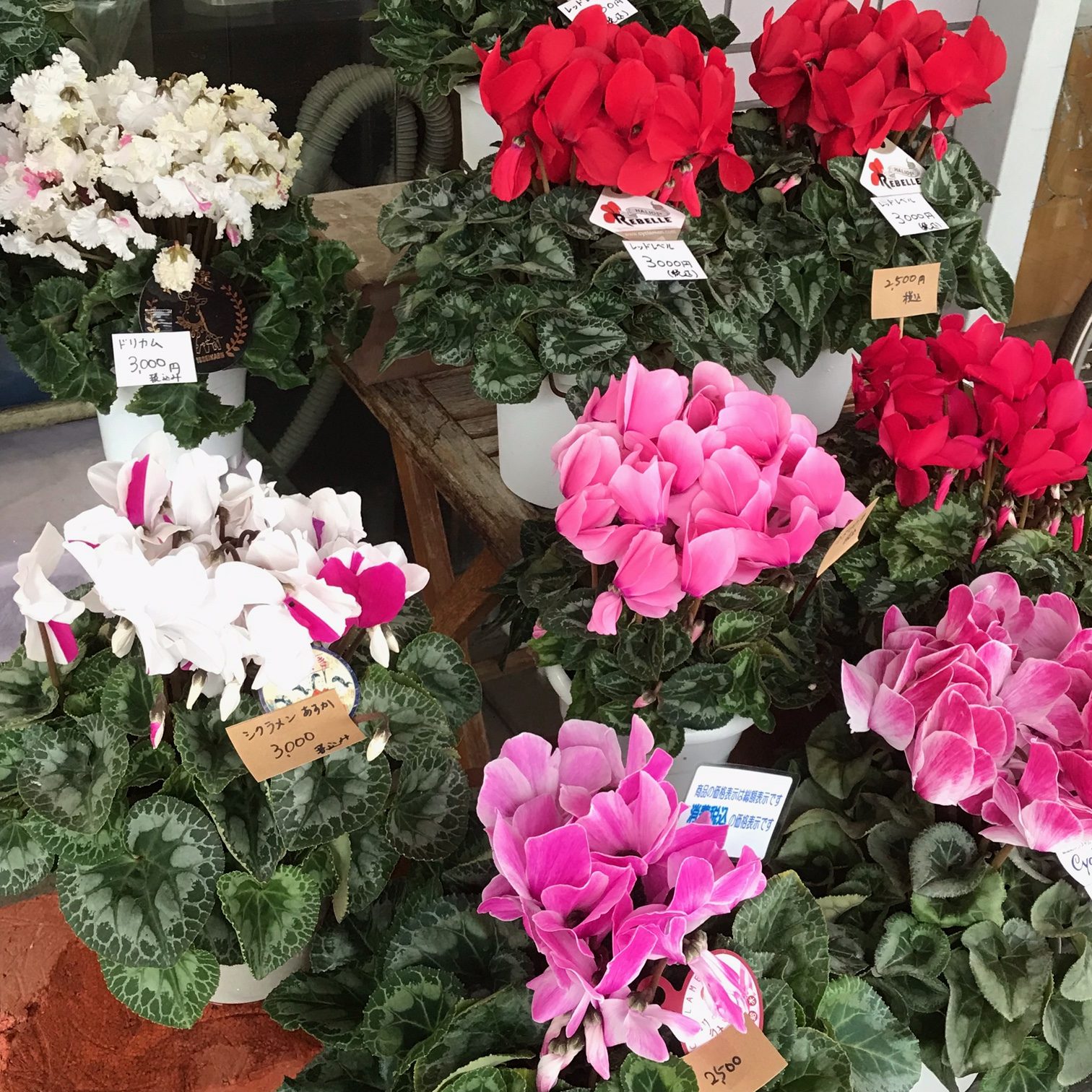 シクラメン｜「フラワーショップはなまつ」　（京都府宇治市の花キューピット加盟店 花屋）のブログ