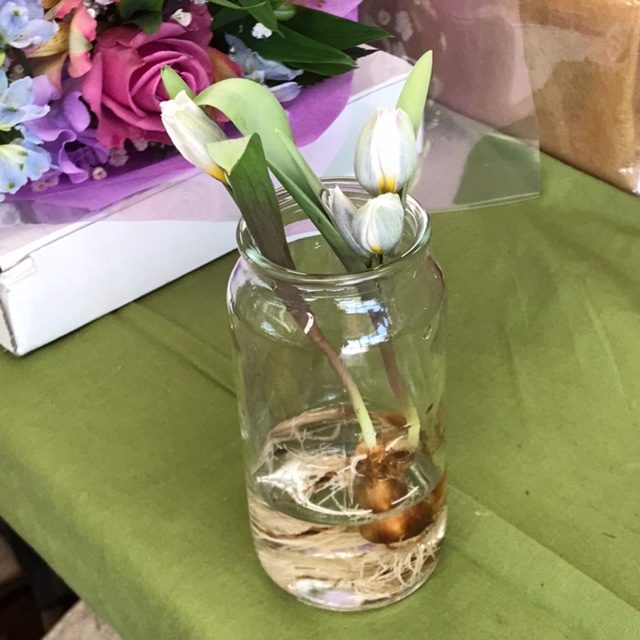 球根付きチューリップ「ポリクロマ」｜「フラワーショップはなまつ」　（京都府宇治市の花キューピット加盟店 花屋）のブログ
