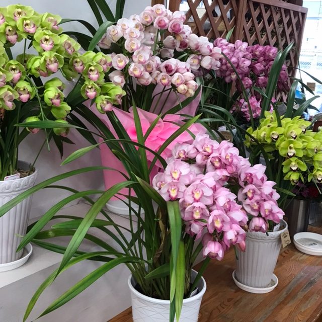 今日の鉢花入荷ラインナップ｜「フラワーショップはなまつ」　（京都府宇治市の花キューピット加盟店 花屋）のブログ