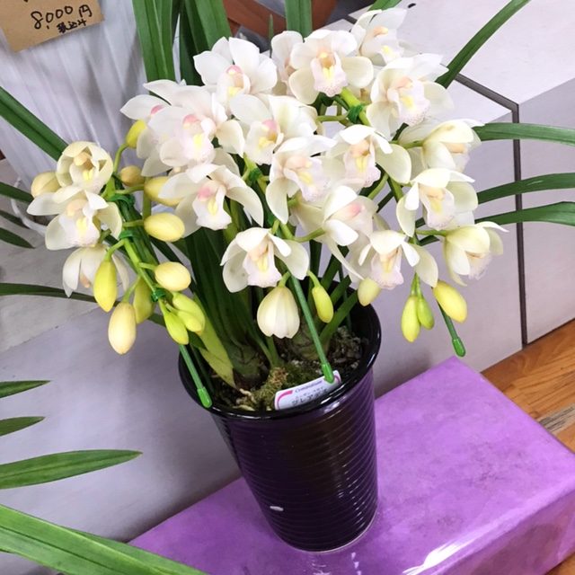 本日入荷の鉢花｜「フラワーショップはなまつ」　（京都府宇治市の花キューピット加盟店 花屋）のブログ