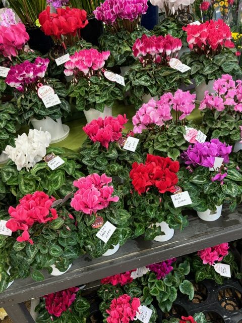シクラメン｜「フラワーショップはなまつ」　（京都府宇治市の花キューピット加盟店 花屋）のブログ
