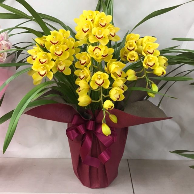 シンビジュームの鉢｜「フラワーショップはなまつ」　（京都府宇治市の花キューピット加盟店 花屋）のブログ