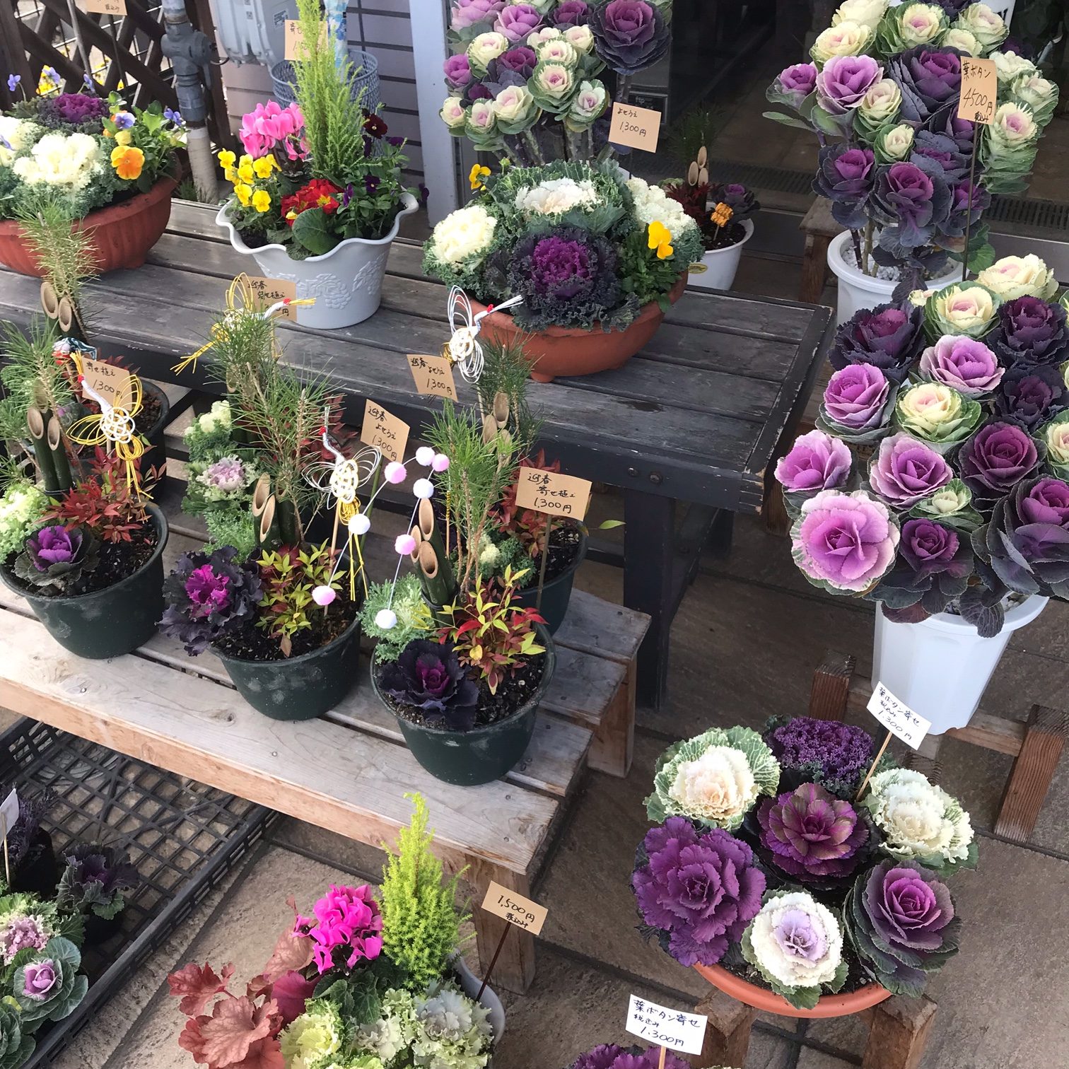 葉牡丹｜「フラワーショップはなまつ」　（京都府宇治市の花キューピット加盟店 花屋）のブログ