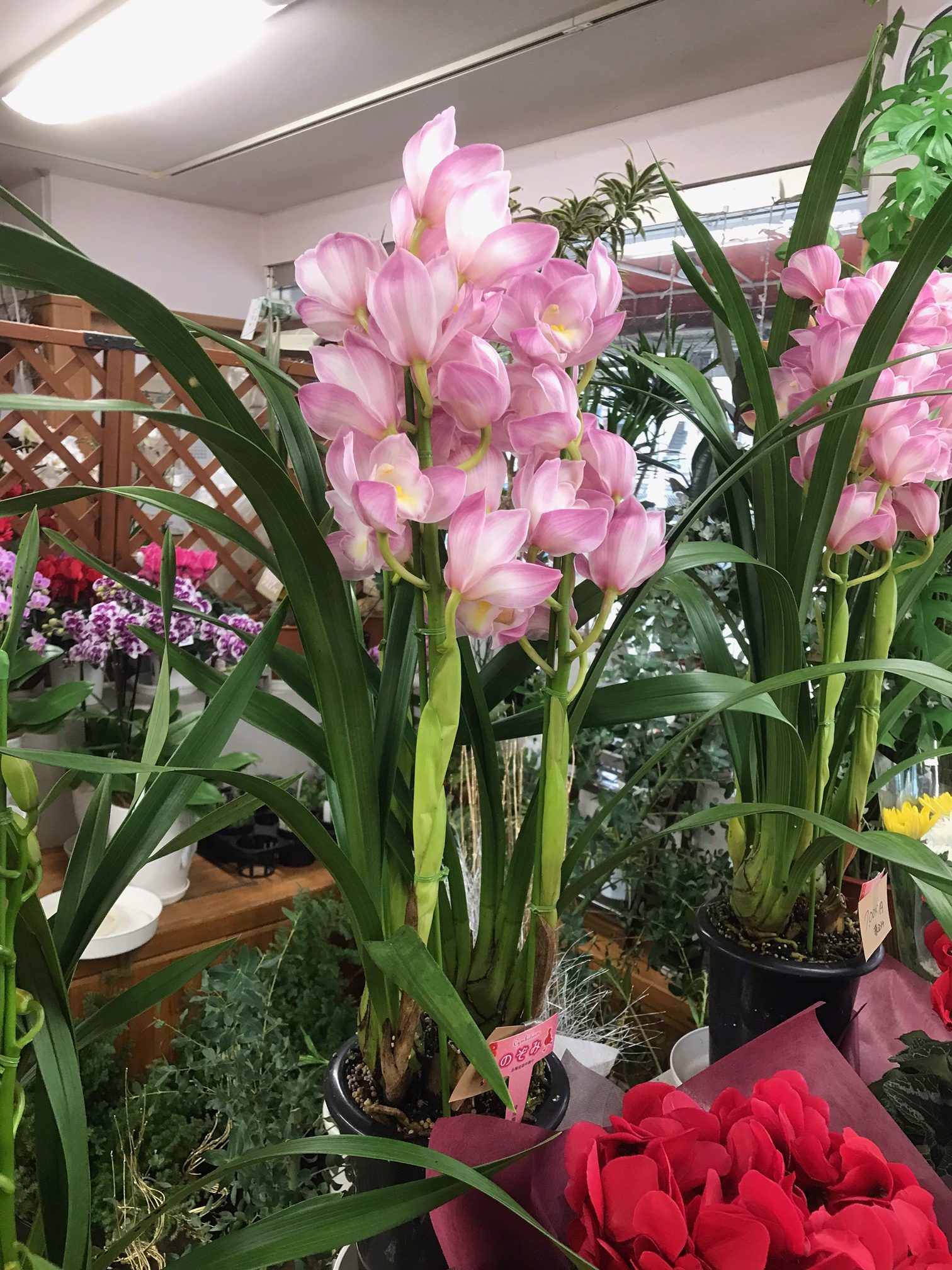 シンビジュームとシクラメンがプリ・・・な件www｜「フラワーショップはなまつ」　（京都府宇治市の花キューピット加盟店 花屋）のブログ