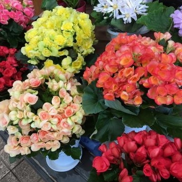 1月31日今日で1月も終わり・・・｜「フラワーショップはなまつ」　（京都府宇治市の花キューピット加盟店 花屋）のブログ
