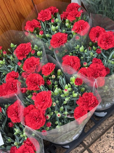 母の日にもおススメの鉢花入荷しています｜「フラワーショップはなまつ」　（京都府宇治市の花キューピット加盟店 花屋）のブログ
