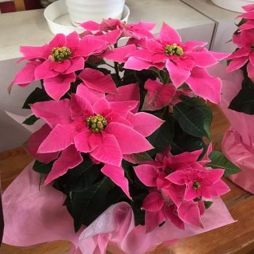 秋の花々が本格的に入荷しました｜「フラワーショップはなまつ」　（京都府宇治市の花キューピット加盟店 花屋）のブログ