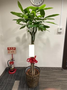 御祝、観葉植物ご注文ありがとうございました。｜「銀座ニューフラワー」　（東京都中央区の花キューピット加盟店 花屋）のブログ