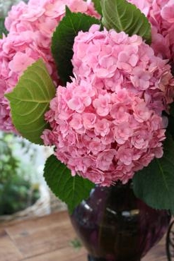紫陽花｜「アライ花店」　（山形県山形市の花キューピット加盟店 花屋）のブログ