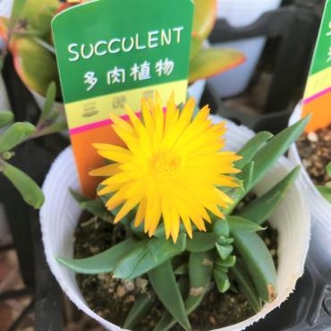 三時草が咲きました。（母の日のお届けのおしらせ）｜「ポピー」　（京都府八幡市の花キューピット加盟店 花屋）のブログ