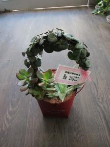 鉢物続々入荷中☆｜「フラワーショップ花よど」　（熊本県天草市の花キューピット加盟店 花屋）のブログ