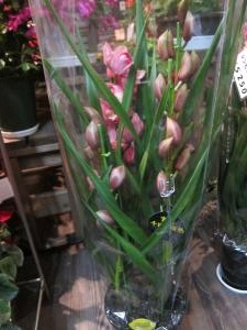 鉢物入荷しました☆｜「フラワーショップ花よど」　（熊本県天草市の花キューピット加盟店 花屋）のブログ