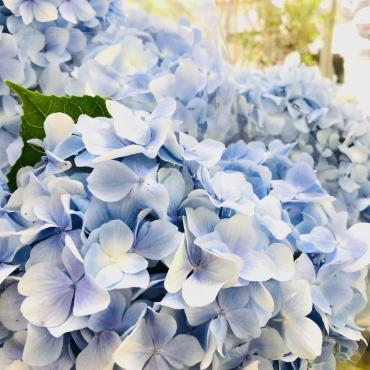 人が倒れてた！｜「ポピー」　（京都府八幡市の花キューピット加盟店 花屋）のブログ
