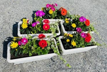 花育｜「彩季舎」　（群馬県高崎市の花キューピット加盟店 花屋）のブログ