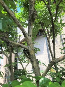 何匹いるでしょうか？｜「ポピー」　（京都府八幡市の花キューピット加盟店 花屋）のブログ